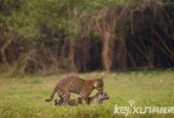 动物性行为视频,性行为视频揭秘